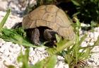 Suche - Testudo hermanni böttgeri weibl.